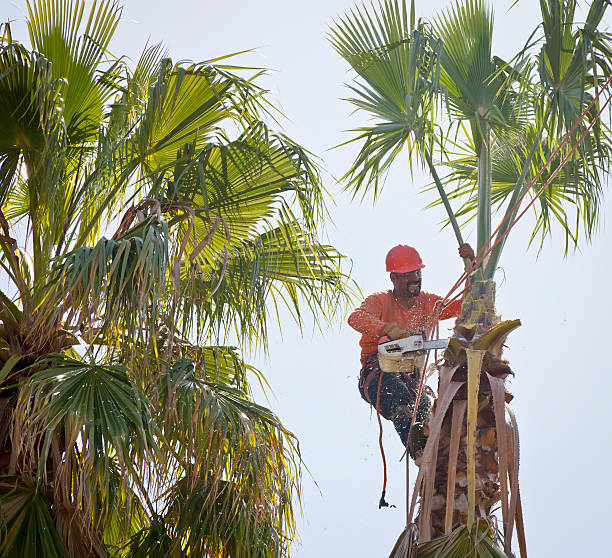 Best Emergency Tree Service  in La Center, WA